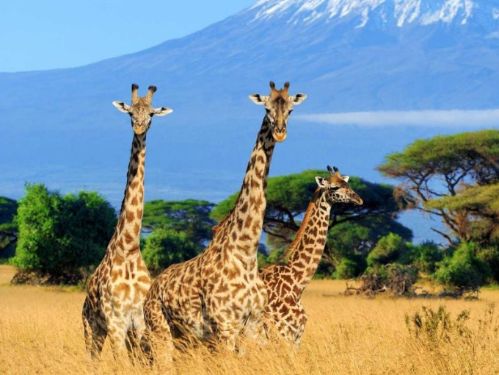KENYA