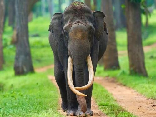 The Nilgiris